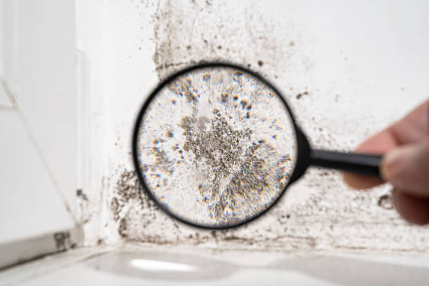 Reliable Payson, IL Mold Prevention & Removal  Solutions