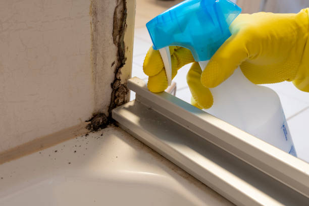 Mold Remediation for Vacation Homes