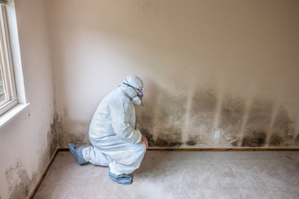 Mold Odor Removal Services in Payson, IL